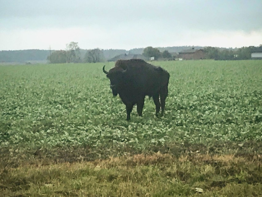 Żubra na polach między Strzelinem a Włynkówkiem. Zdjęcia od...