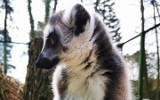 Myślęcińskie zoo ma nowego mieszkańca. To mały lemur katta