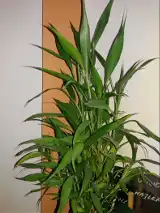indoor palm tree dracaena Dragon Tree' Dracaena marginata  Interior Foliage Design