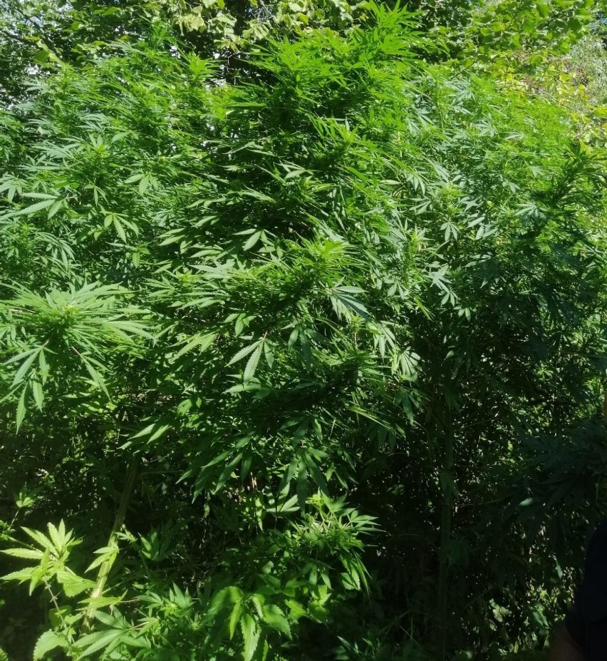 Nielegalna plantacja marihuany w gminie Kocmyrzów-Luborzyca. Policjanci zabezpieczyli ponad 2 kilogramy narkotyku 