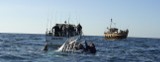 Wznowiono poszukiwania zaginionej kobiety oraz łodzi, która zatonęła wczoraj w Bałtyku w okolicach Darłowa (zobacz zdjęcia z wczorajszego wypadku)