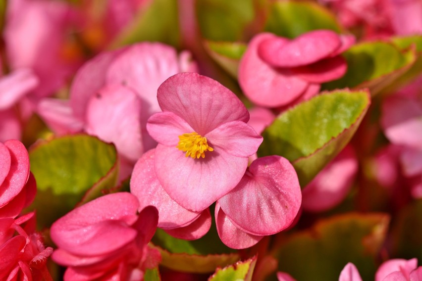 Begonia...