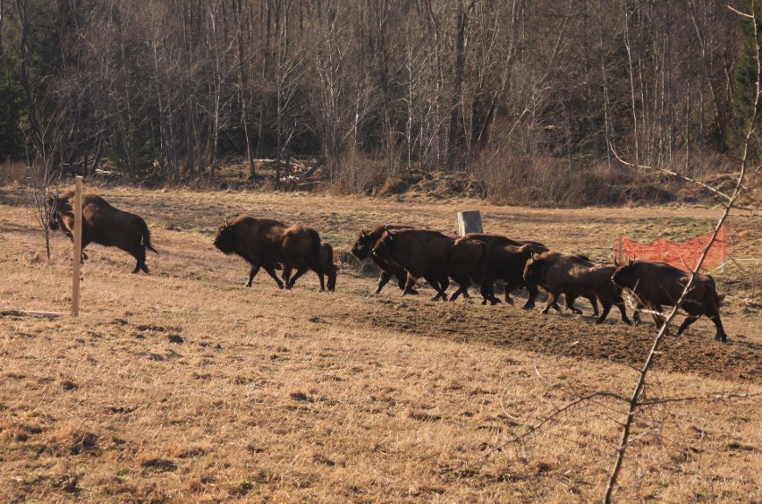 Udany powrót żubrów w dolinę Górnego Sanu w Bieszczadach. 8 lat temu odstrzelono całe stado [ZDJĘCIA]