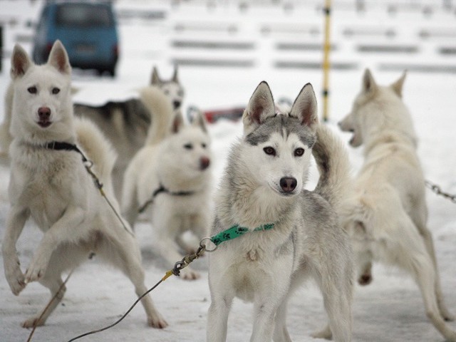 Zawodnicy i ich psy są już gotowi do startu. Fotogaleria z zawodów na naszym portalu w serwisie Bieszczady.