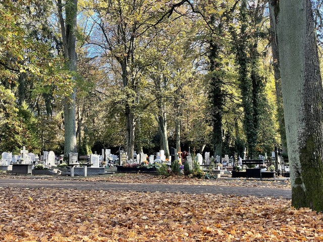 Internetowa wyszukiwarka grobów pomoże odnaleźć mogiły nie tylko na Cmentarzu Centralnym w Szczecinie