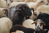 Łossod - tradycje i zwyczaje związane z jesiennym spędem owiec z hal w gminie Węgierska Górka