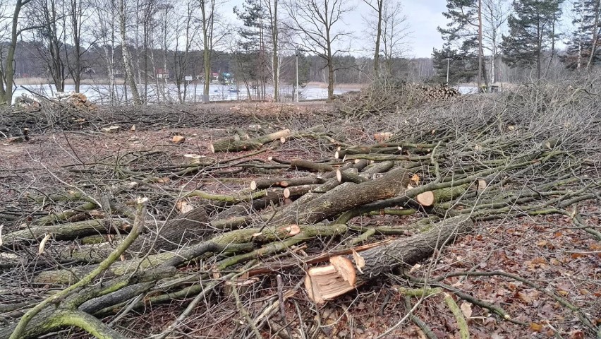 Wokół Turawy trwa wielka wycinka drzew. Zniknie 5 hektarów! [Galeria]