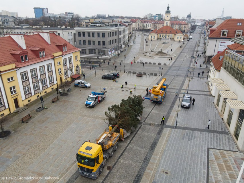 Białystok. Świąteczny świerk przyjechał na Rynek Kościuszki