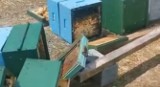 Skandaliczna dewastacja w miejscowości Łubie. Wandale zniszczyli 120 uli! Mogły zginąć miliony pszczół