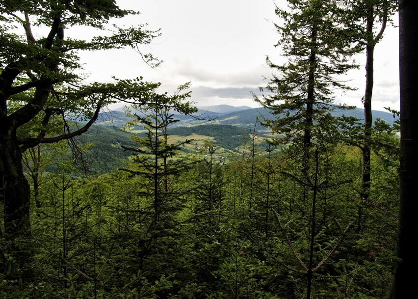 Odkryj Beskid Wyspowy. Mimo niesprzyjającej pogody pokonali Jasień [ZDJĘCIA]