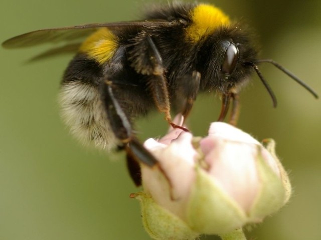 Pszczoły bywają natrętne, ale w większości nie atakują, jeśli ich nie prowokujemy