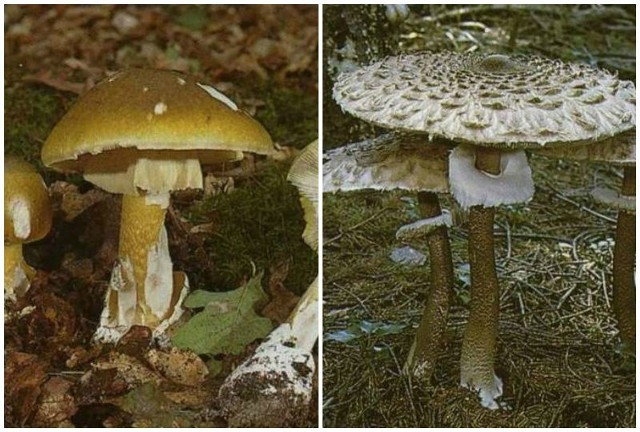 Jak rozpoznać grzyby jadalne i trujące? Po lewej grzyb trujący - muchomor sromotnikowy, często mylony z czubajką kanią (po prawej).