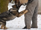 Pies policyjny na służbie. Zachwyca swoimi umiejętnościami (zdjęcia, wideo)