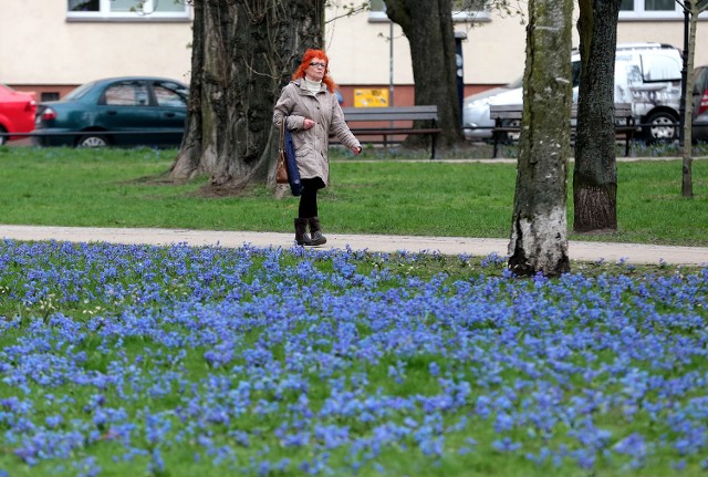 Wiosna zawitała do Szczecina. Z każdym dniem robi się coraz piękniejszy.