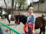 Stare Zoo w Poznaniu: Kucyki wożące dzieci były przeciążone?