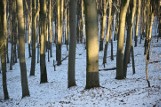 Leśnicy testują naszą spostrzegawczość. Zimowe zdjęcie lasu kryje niespodziankę. Co widzisz na obrazku? 
