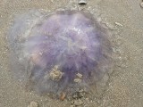 Szkocja: czy meduzy sparaliżują pracę elektrowni atomowej w Torness?