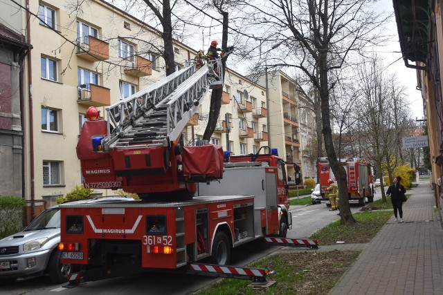 Działania strażaków na ulicy Matejki w Tarnowie przy uszkodzonej przez wiatr lipie