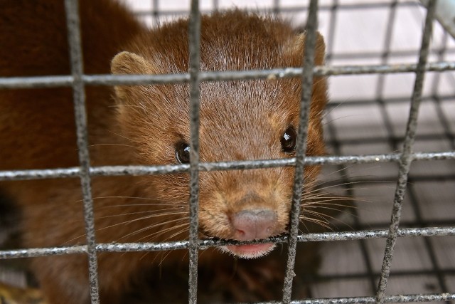 Według naukowców, są dowody na mutacje koronawirusa u norek