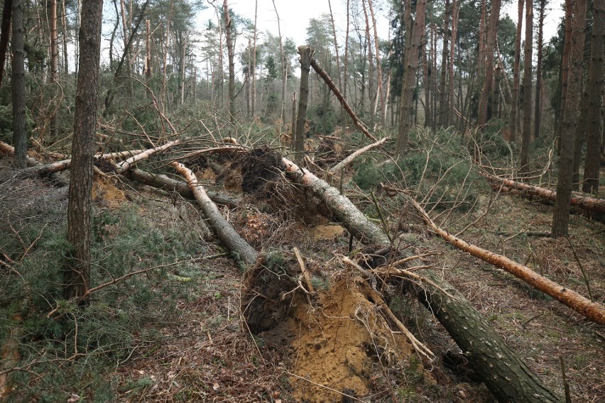 Tak wyglądają teraz lasy w okolicach Kędzierzyna i Strzelec...