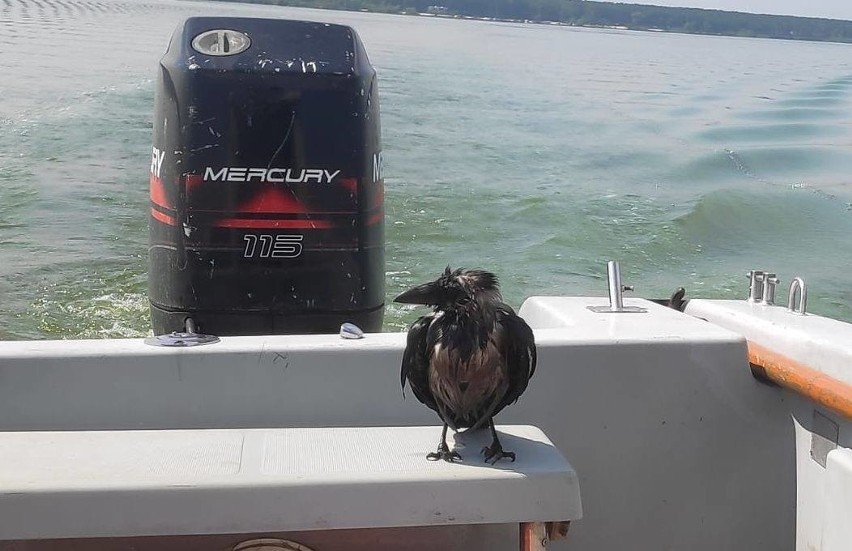 Policjant uratował ptaka, który topił się na środku Jeziora Dużego w Turawie