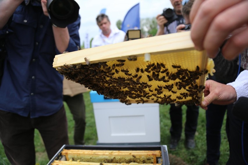 W naszym kraju pszczoły giną głównie wskutek niewłaściwego...