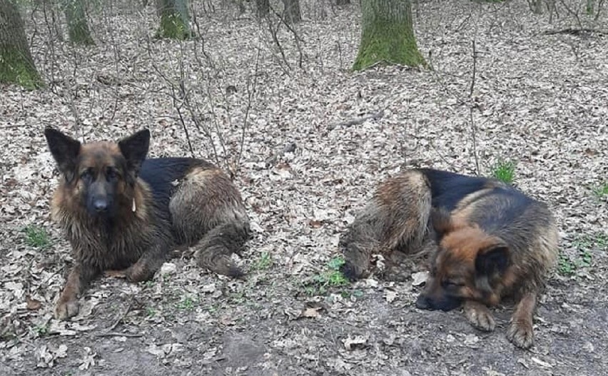 Owczarki niemieckie zostały przewiezione do schroniska dla...