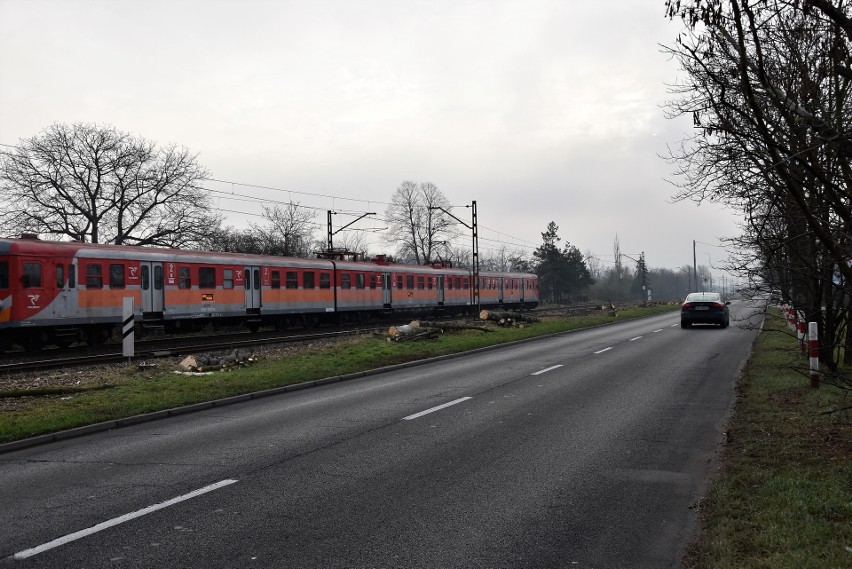 Wycinka drzew wzdłuż linii kolejowej biegnącej przy ul....