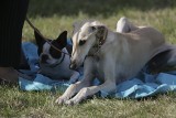 Najpiękniejsze i najzdolniejsze. Wystawa psów rasowych w Parku Kultury i Wypoczynku w Słupsku [ZDJĘCIA]