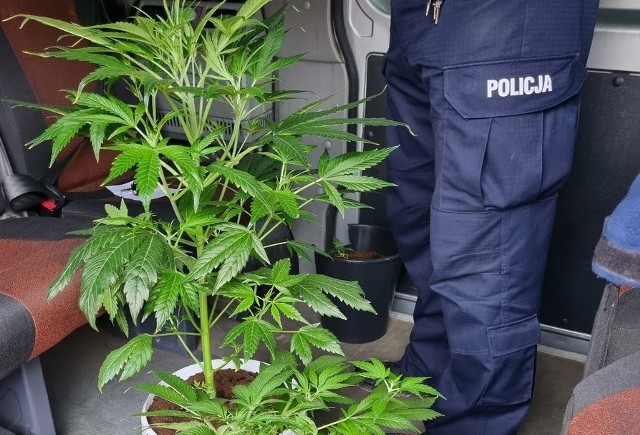 Funkcjonariusze z Golubia-Dobrzynia zabezpieczyli u 29-letniego mieszkańca Golubia-Dobrzynia marihuanę oraz krzewy konopi