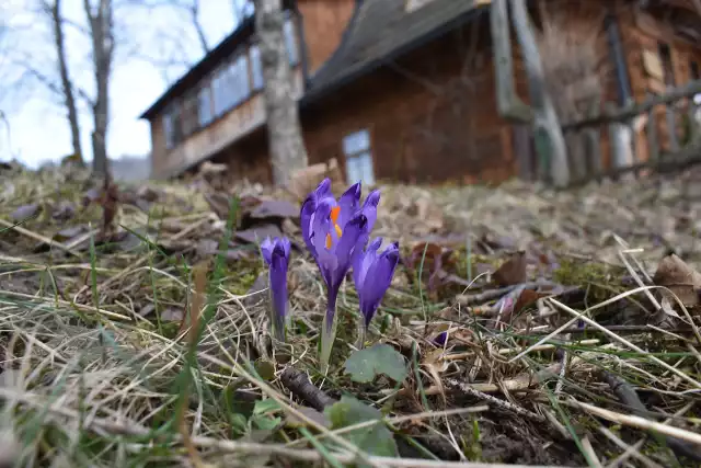 Krokusy w Zakopanem