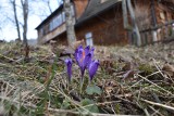 Krokusy 2024. W Tatrach i na Podhalu już kwitną! Wysyp fioletowych kwiatów będzie wcześniej niż zazwyczaj 