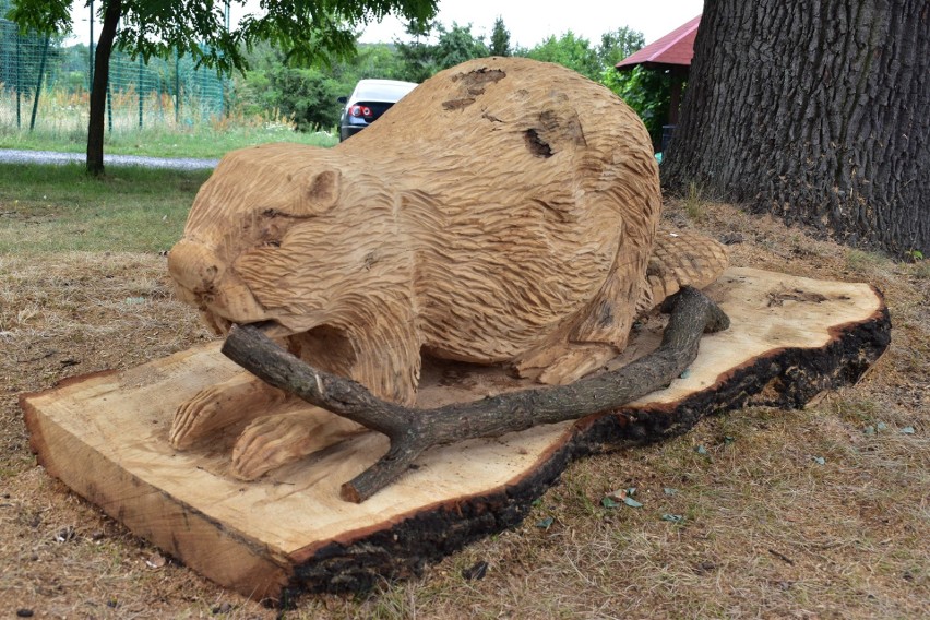 Bobry są wykonane z drewna dębowego. Ich wyrzeźbienie zajęło...