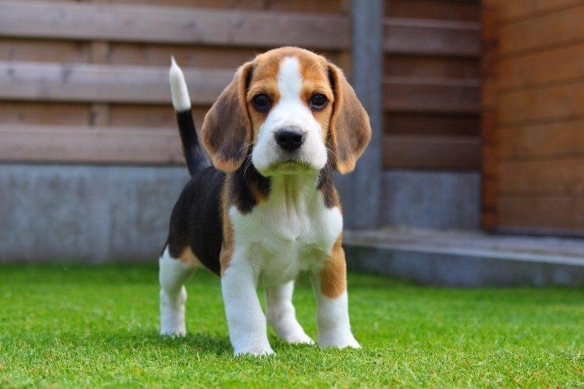 Psy razy Beagle to psiaki spokojne, lubiące towarzystwo...