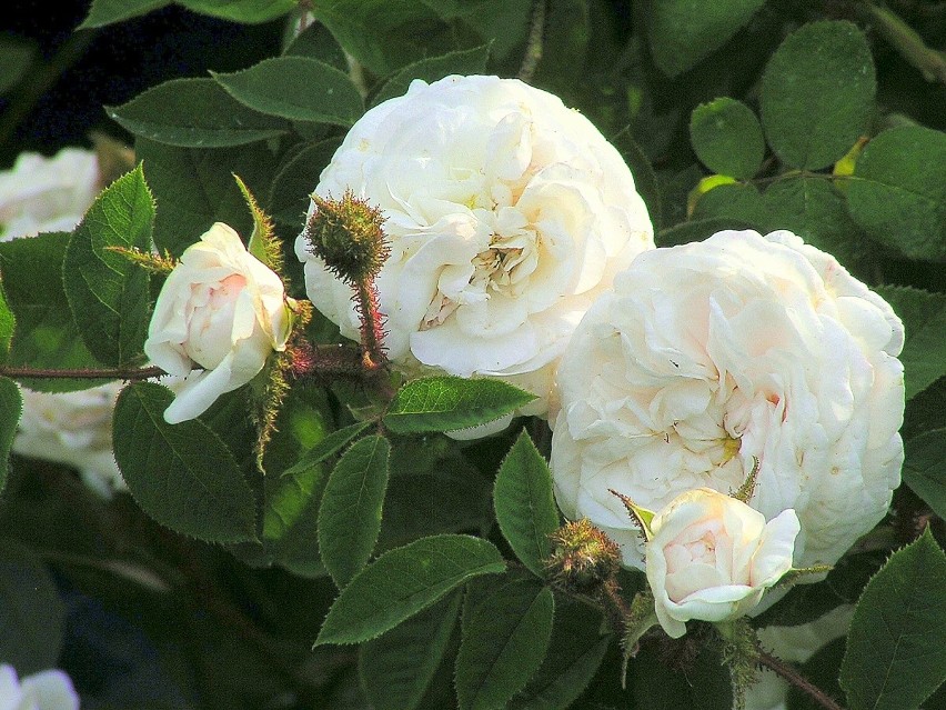 Blanche Moreau
Róża Blanche Moreau