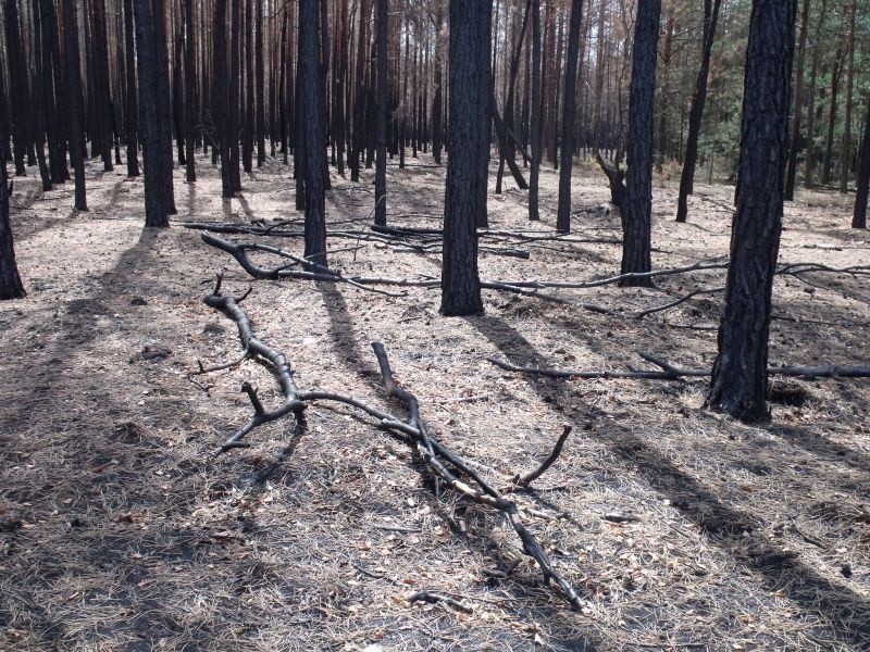 Tak wygląda las 45 dni po wielkim pożarze w Glebie i Gralach