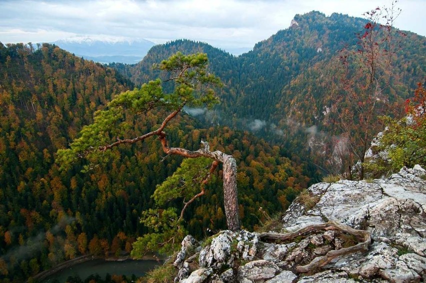 Pieniny. Najsłynniejsza polska sosna została zniszczona [ZDJĘCIA]