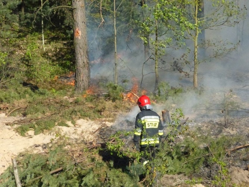 Pożar poszycia leśnego przy torach w Skarżysku. Gasili prawie dwie godziny