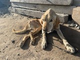 Labrador spod Głogówka umierał z wygłodzenia. Prokuratura umorzyła sprawę. Towarzystwo Opieki nad Zwierzętami nie zgadza się z tą decyzją