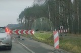 Łosie przy drodze Białe Błota - Bydgoszcz. Zobacz nagranie [wideo]