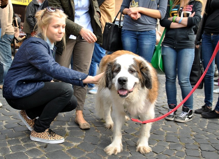 8 edycja akcji "Zerwijmy łańcuchy". Sprawdzali, co czuje pies przywiązany do budy (ZDJĘCIA)