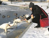 Ptasia grypa zabija krakowskie łabędzie