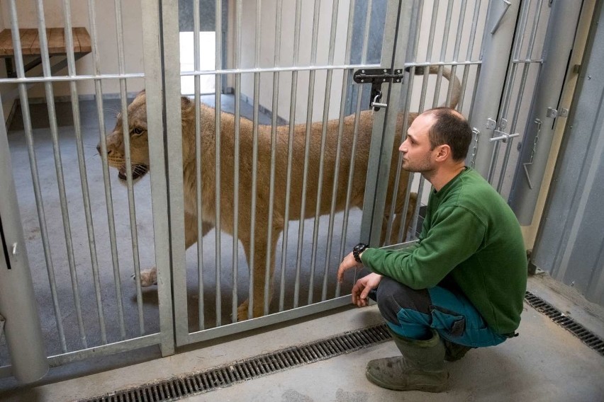 Po przyjęciu zwierząt do ogrodu zoologicznego konieczne było...