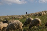 W Bacówce w Czarnem ruch jak na Krupówkach. Owce będą się pasły na gorlickich halach jeszcze miesiąc