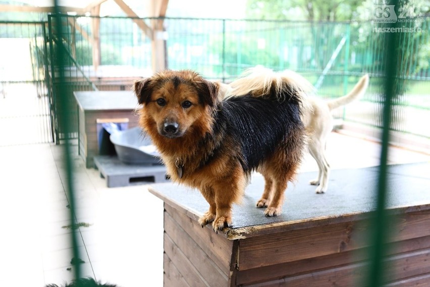 Światowy Dzień Bezdomnych Zwierząt. Jak wyglądają adopcje w szczecińskim schronisku?