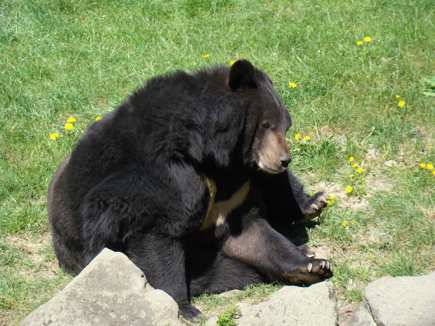Kasia - niedźwiedzica himalajska