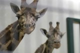Zoo w Poznaniu: W Płocku miał problemy, u nas będzie dyrektorem