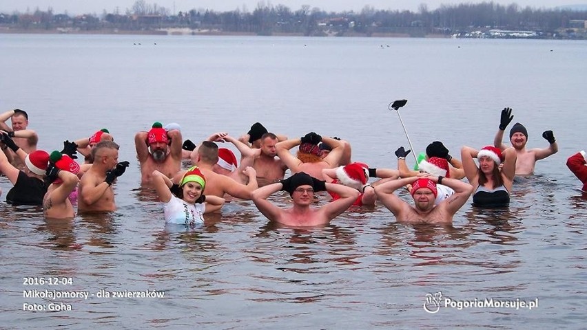 Dąbrowa Górnicza: morsujące Mikołaje zbierały prezenty dla zwierząt z sosnowieckiego schroniska 