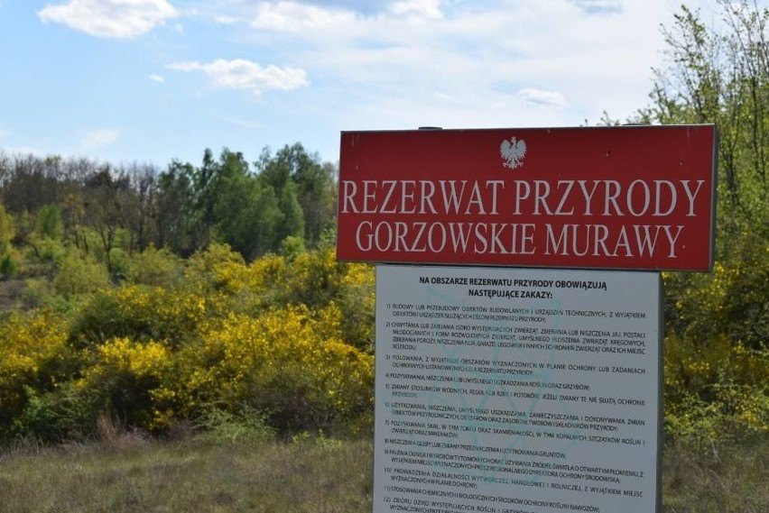 Gorzowskie Murawy to rezerwat przyrody o powierzchni ponad...