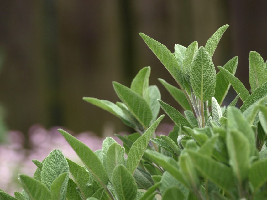 Szałwia lekarska (Salvia officinalis)